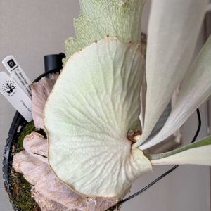  コウモリラン , ビカクシダ,ビカクシダのある暮らしの画像