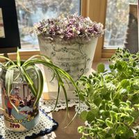 アロマティカス,オリヅルラン ボニー,カリシアロザート,カリシアロザート,オリヅルラン　ボニーの画像