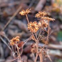 ノコンギク,野紺菊,クジャクソウ,孔雀草,ノコンギク﹙野紺菊﹚の画像