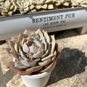 プラチナローズ,多肉植物,多肉中毒,多肉のある暮らし,多肉女子の画像