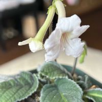 ストレプトカーパス,ストレプトカーパス,女雛,アロエ・クリスマスキャロル,ムーンドニアの画像