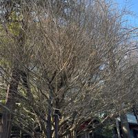 オリーブの画像