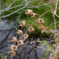 ウツギ,蒴果(さくか),散歩,季節を楽しむ,アジサイ科の画像