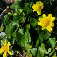 キンセンカ,クリスマスローズ,ヒヤシンス,ヒメリュウキンカ,ネモフィラ ペニーブラックの画像