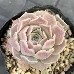 エケベリア,多肉植物,エケベリア属,多肉植物とサボテン,タニラーの画像