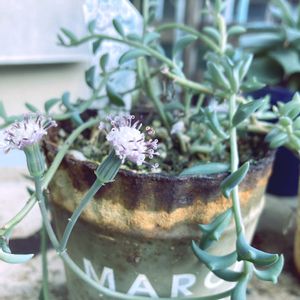 ドルフィンネックレス,多肉植物,多肉の花,白い花,植物のある暮らしの画像