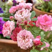 プリムラ　ジュリアン,カランコエ クイーンローズ,カランコエ クイーンローズ パリ,カランコエパリ,カランコエパリの画像