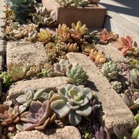 多肉植物,多肉地植え,植物好き,タニラー,多肉女子の画像