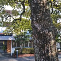 クスノキの画像