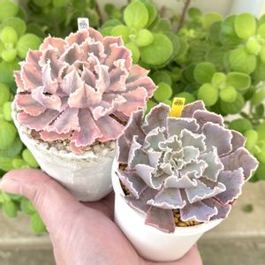 エケベリア フィレンツェ,成長記録 フィレンツェ錦,エケベリア フィレンツェ錦,成長記録 フィレンツェ,神奈川タニラーの画像