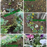 ガーデニング,グランドカバー,ベランダ,玄関アプローチ,庭の画像