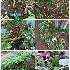 ガーデニング,グランドカバー,ベランダ,玄関アプローチ,庭の画像