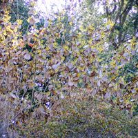 マンサク,ヤブコウジ,キノコ,シナマンサク,ジャノヒゲ(リュウノヒゲ)の画像