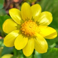 リュウキンカの画像