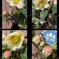 キンモクセイ,クリスマスローズ,ゴヨウマツ,庭の雪景色,食べられた葉牡丹。の画像