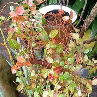 カシワバアジサイ,カシワバアジサイ,カシワバアジサイ,ハツユキカズラ,ハツユキカズラの画像