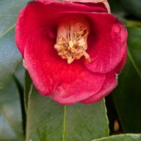 ヤブツバキ,散歩中,小さな幸せ♡,花に出会えて　感謝,花の色が綺麗!の画像