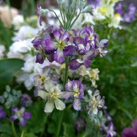 ストック,リナリア,パンジー,八重咲きストック,プリムラ・ウインティの画像