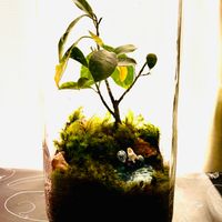 ガジュマル,苔のテラリウム,白髪苔,テラリウム,可愛いの画像