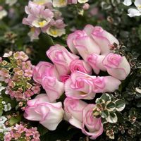 スイートアリッサム ,バラ咲きジュリアン,プリムラジュリアン,フォックスリータイム,イベリスブライダルブーケの画像