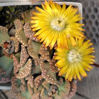 バコパ,ミルクブッシュ,嫁入り娘,ミニ葉牡丹,コチレドン 嫁入り娘の画像