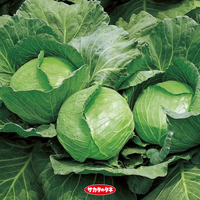 キャベツ,スナックエンドウ,春野菜,種から育てる,園芸の画像