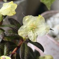 シャクナゲ,ミニシャクナゲ,ミニシャクナゲ,ミニシャクナゲ,山野草の画像