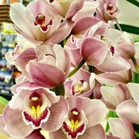 ヒアシンス,ヒアシンス,ムスカリ,ムスカリ,シンビジュームの画像