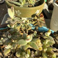 梅の花,パンダ(月兎耳),月兎耳(つきとじ),エケベリア属　アズール ブルー,カランコエ属 星兎耳（ほしとじ）の画像