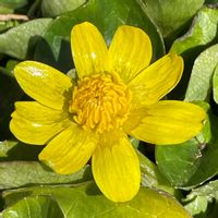 我が家,畑の片隅,地植え花壇,家庭菜園の画像