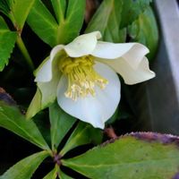 クリスマスローズ,クリスマスローズ,多肉植物,小さな花壇,love&peaceの画像