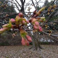 クロガネモチ,河津ざくらの画像