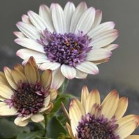 オステオスペルマム,癒しのひと時,ニコライバーグマン,おでかけ先,お花とグリーンのある暮らしの画像