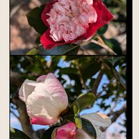 ツバキ,ロウバイ,サンシュ,卜半椿(ボクハンツバキ),今日のお花の画像