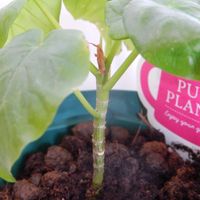 フィカス　ウンベラータ,Ficus umbellata,鉢植え,花のある暮らし,植物のある暮らしの画像