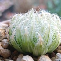 花うらら,ハオルチア,ボルシー錦,エケベリア属の画像