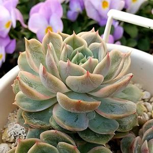 オウンスロー,多肉植物,エケベリア属,ダイソー産,多肉植物のある暮らしの画像