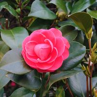 ツバキ,ツバキの画像