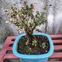 紅鳥花,盆栽,植物のある暮らし,植欲が止まらない,GS映えの画像