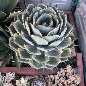 アガベ,吉祥冠錦,多肉植物,花のある暮らし,アガベ属の画像