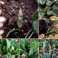 スノードロップ,ヒヤシンス,ムスカリ,ガーデンシクラメン,お疲れ様でしたの画像