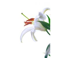 カサブランカ,キッチンの画像