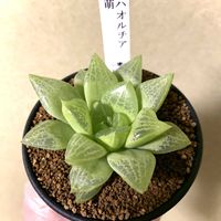 ハオルチア,ハオルチア 萌,多肉植物,カクタス長田,アストロフィツム スーパー兜の画像