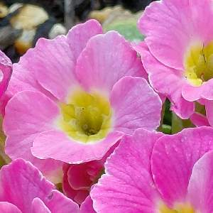 花かんむりの猫