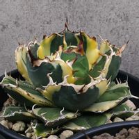 アガベ,アガベ 屈原の舞扇,アガベ　笹の雪,アガベ イシスメンシス,リュウゼツラン科の画像