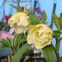 クリスマスローズ,クリスマスローズ,クリスマスローズ,クリスマスローズ,ガーデニングの画像