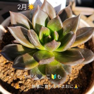 多肉植物,パキベリア属,軒下,花のある暮らし,自宅にての画像