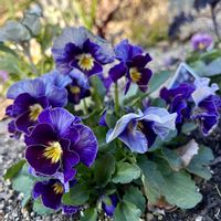 花壇,おうち園芸,キッチン,和室の画像