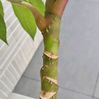 シェフレラ ツピダンサス,観葉植物,樹木,冬芽・葉痕の画像