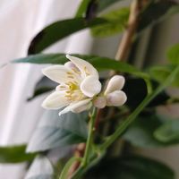 レモン,オリンピック,白い花,つぶやき,北海道の画像